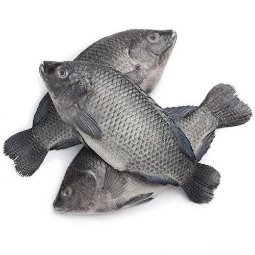 速冻AS鲫鱼2.5kg(约4条)